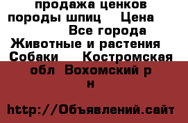 продажа ценков породы шпиц  › Цена ­ 35 000 - Все города Животные и растения » Собаки   . Костромская обл.,Вохомский р-н